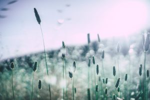 Pollen